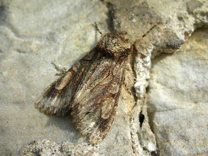 da identificare XIII - Allophyes oxyacanthae